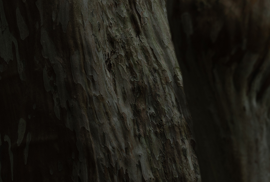 第5回 入江泰吉記念写真賞 大賞 授賞作品