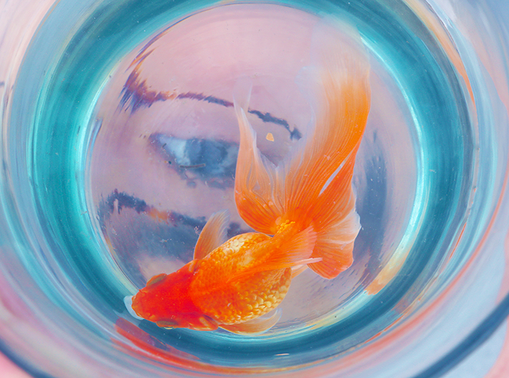 【スタジオ撮影】夏といえば金魚でしょ!
