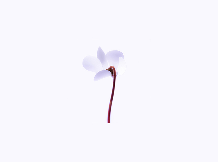 【スタジオ撮影】イロトリドリの花を素敵に美しく!